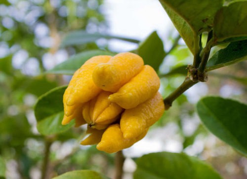 Le Citron du Bassin - Main de Bouddha