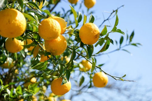 Le Citron du Bassin - Yuzu