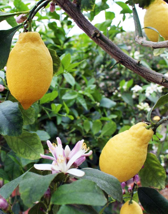 Le Citron du Bassin - Citron 4 saisons