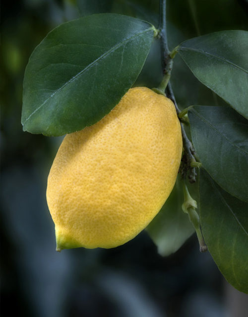 Le Citron du Bassin - Citron 4 saisons