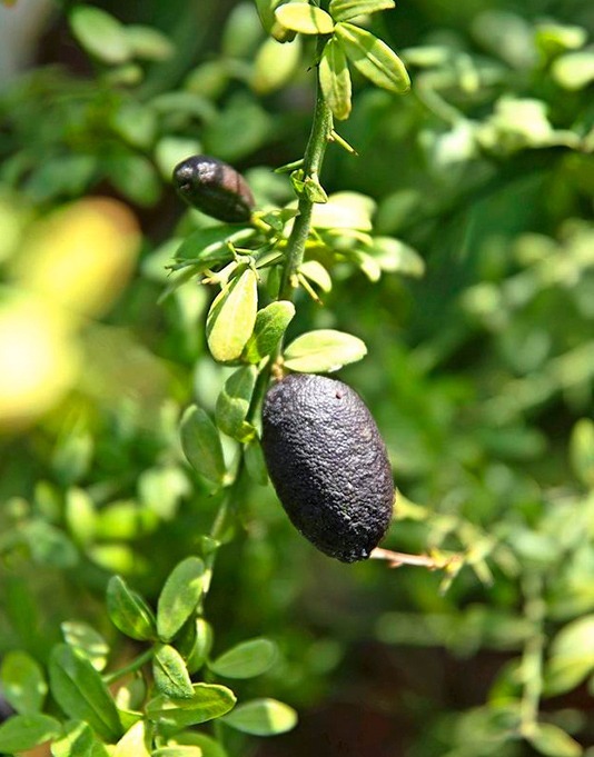 Vente de Citron caviar sur la Gironde - Le Citron du Bassin