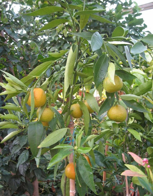 Le Citron du Bassin - Clementine