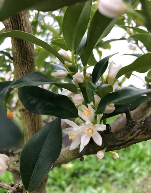 Le Citron du Bassin - Kumquat
