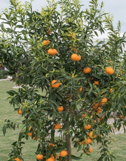 Le Citron du Bassin - Mandarine